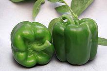 進口甜椒種子荷椒13