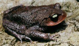 崇安髭蟾指名亞種 崇安髭蟾指名亞種