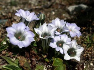 毛莖龍膽 毛莖龍膽