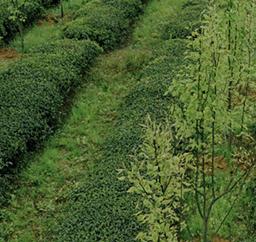 三花1951 三花1951