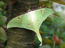 紫薇花[紫薇世界]