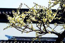 冬至日百花凋零唯有臘梅開