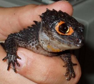 紅眼鷹蜥 紅眼鷹蜥