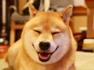 寵物狗[圈養的犬類動物]