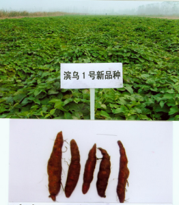 濱烏1號 濱烏1號