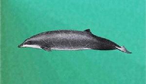 秘魯中喙鯨 秘魯中喙鯨