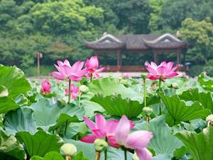 伊沼荷香 伊沼荷香