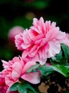 武定獅子山 武定獅子山