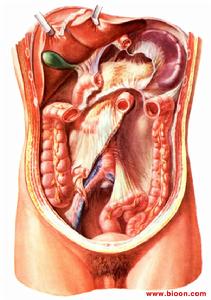 胃竇血管擴張症