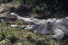 奧里諾科鱷魚 奧里諾科鱷魚