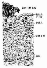 直腸齒狀線部