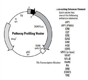 派生質粒 派生質粒