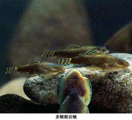 爬岩鰍屬 爬岩鰍屬