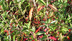 紅果樹屬 紅果樹屬