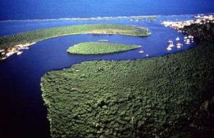 大西洋沿岸森林保護區 大西洋沿岸森林保護區