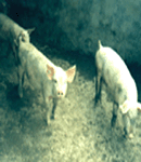 李家務村 李家務村