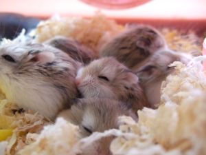 老公公倉鼠 老公公倉鼠