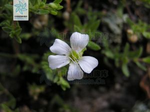 絹毛石頭花 絹毛石頭花