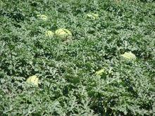 金山村[寧夏賀蘭縣洪廣鎮金山村]