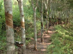 攔壩河村 攔壩河村