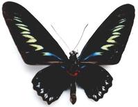 咬鵑翠葉紅頸鳳蝶(雄)