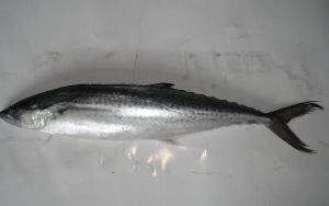 鮁魚