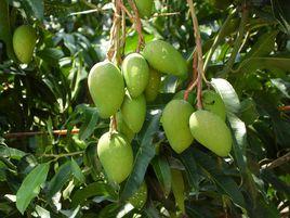 台農一號 台農一號