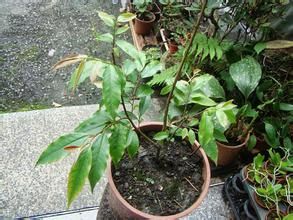 長尾葉山茶 長尾葉山茶