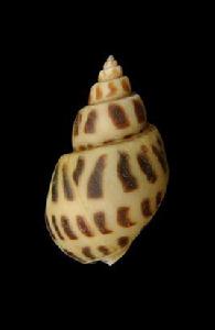 象牙鳳螺 象牙鳳螺