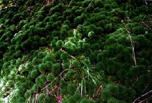 清涼山國家森林公園