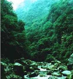 暖溫帶針闊混交林