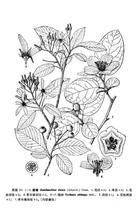 新疆黃精 新疆黃精