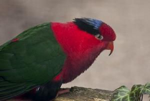 巴布亞吸蜜鸚鵡赫爾佐格亞種 巴布亞吸蜜鸚鵡赫爾佐格亞種