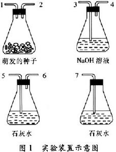 （圖）細胞呼吸