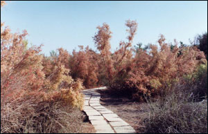 中科院吐魯番沙漠植物園