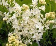 黃藥小葉巧玲花 黃藥小葉巧玲花