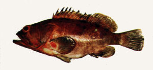 半月石斑魚 半月石斑魚