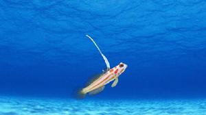 白天線蝦虎 白天線蝦虎