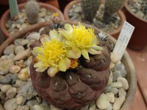 龍爪球屬 龍爪球屬