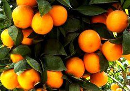 潮汕果蔬 潮汕果蔬