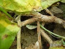 豇豆白絹病 豇豆白絹病