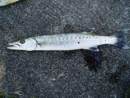 巴拉金梭魚 巴拉金梭魚
