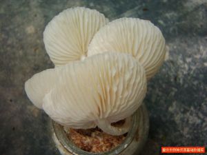 粘小奧德菇 粘小奧德菇