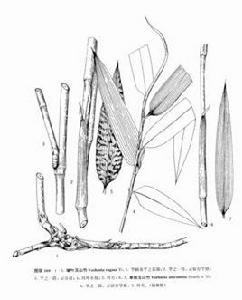 皺葉玉山竹 皺葉玉山竹