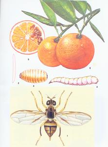 柑橘小實蠅