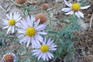 台東阿爾泰狗娃花 台東阿爾泰狗娃花