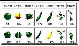 相對性狀 相對性狀