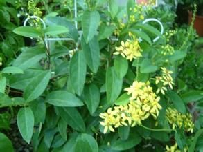 台灣粗蔓蘚 台灣粗蔓蘚