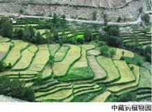 西寧西堡生態森林公園中藏藥植物園