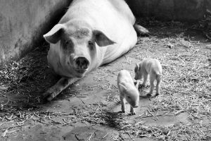 豬維生素A缺乏症